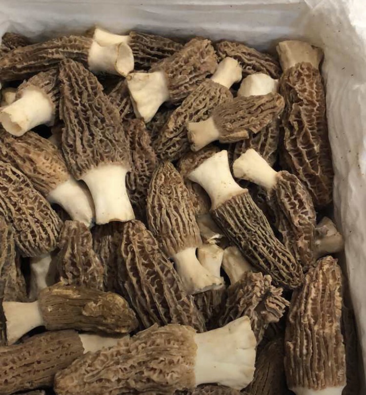 morcheln-frisch Morcheln frisch