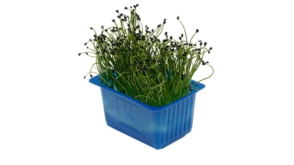 Rock Chives Cress