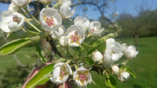 2016-05-29-03-01-23-1 Apfelbaum