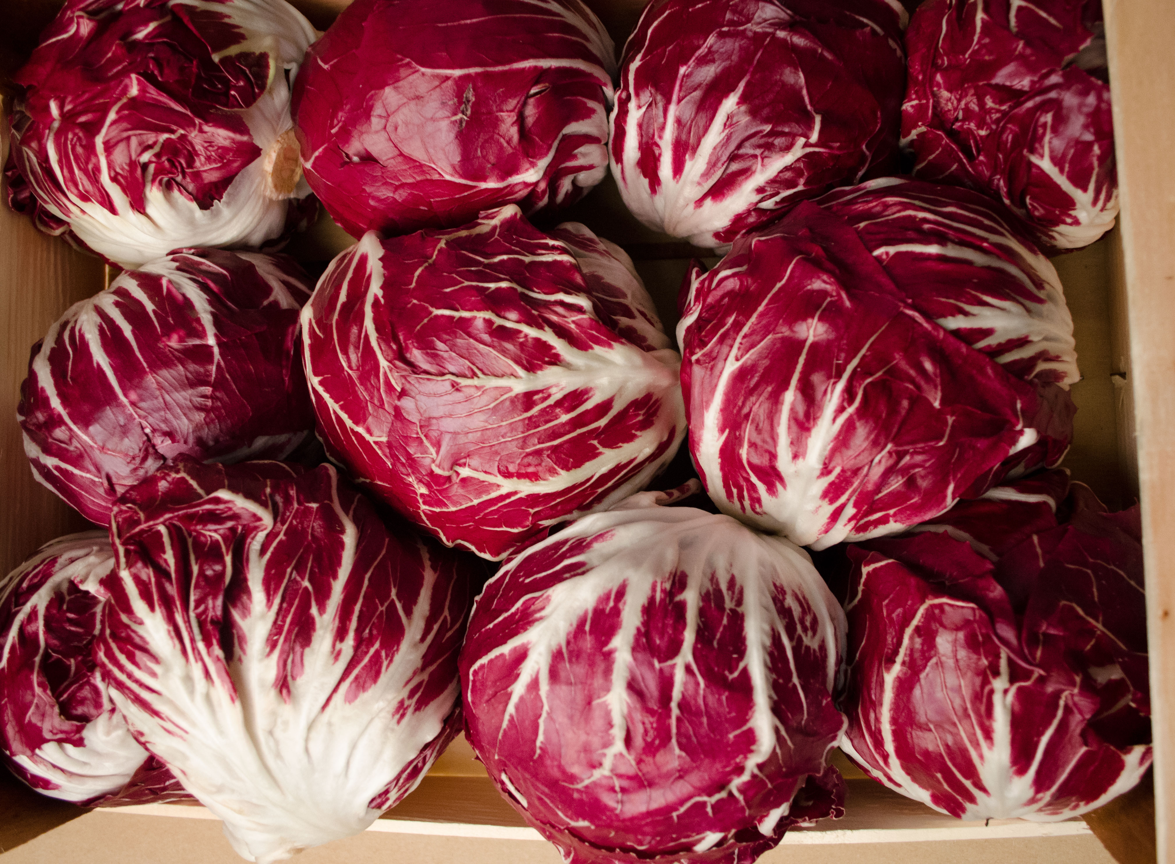 Radicchio