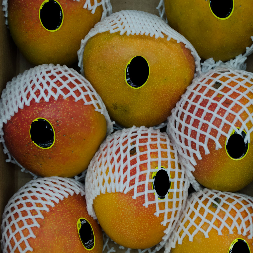Mango-Kent-8er Flug Mango Kent-Kiste 9/11/12er 6kg