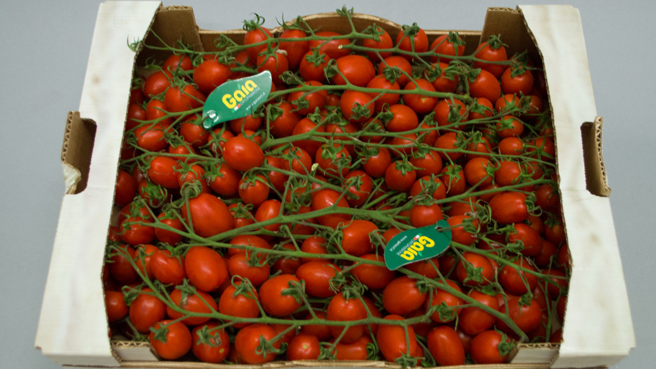 Dattel Cherry Strauch Tomaten Kiste | VS10337 Dattel Cherry Strauch Tomaten Kiste | VS10337
