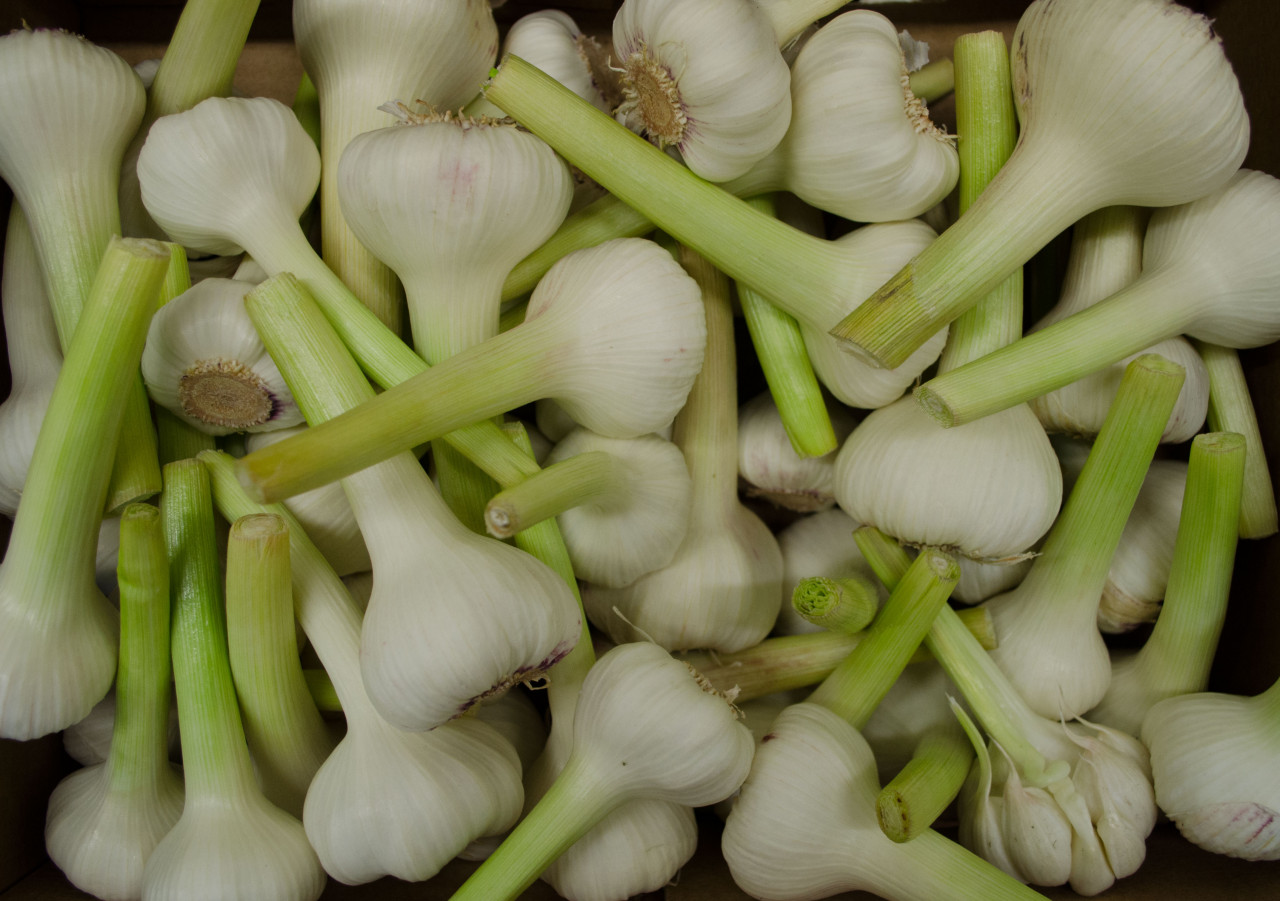 Bio Knoblauch frisch Stück | SW11932